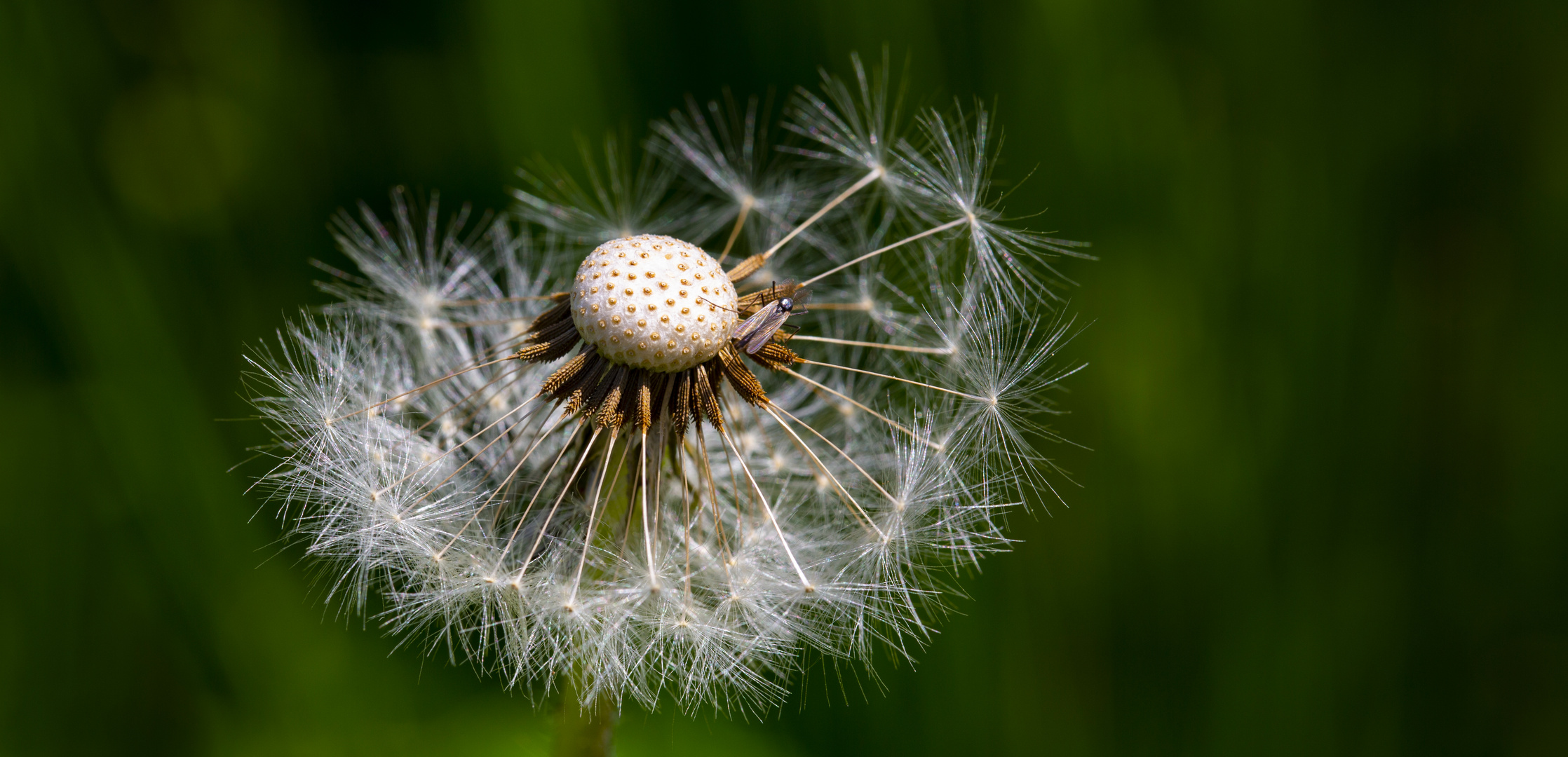 Pusteblume