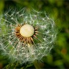 Pusteblume