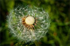 Pusteblume