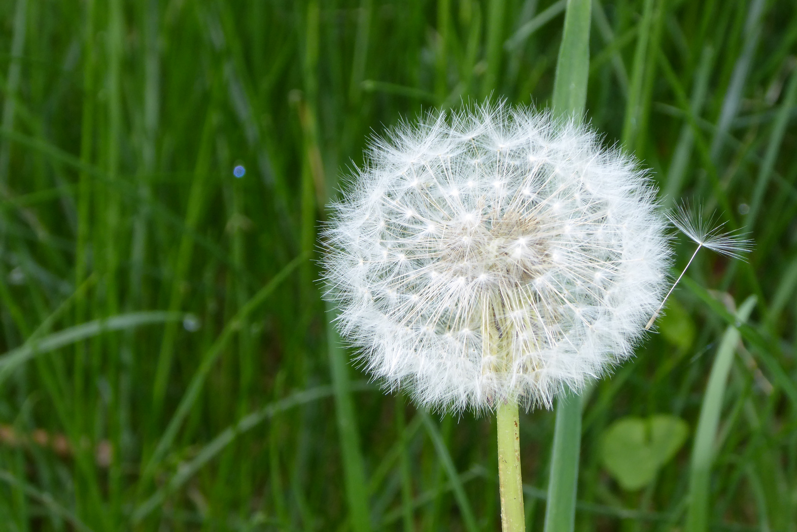 Pusteblume