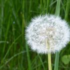 Pusteblume