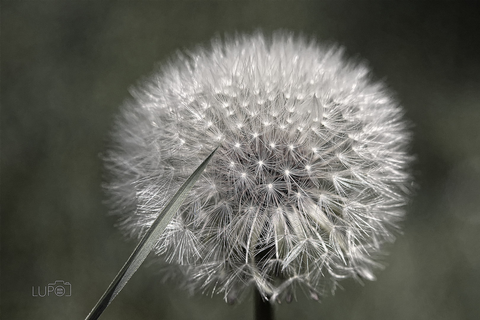 Pusteblume