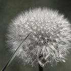 Pusteblume