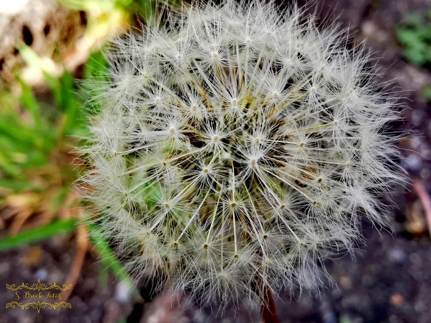 Pusteblume