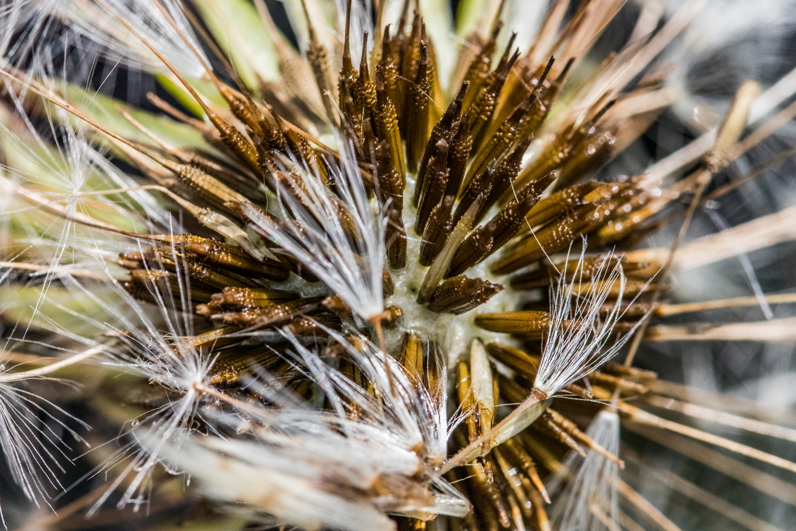 Pusteblume