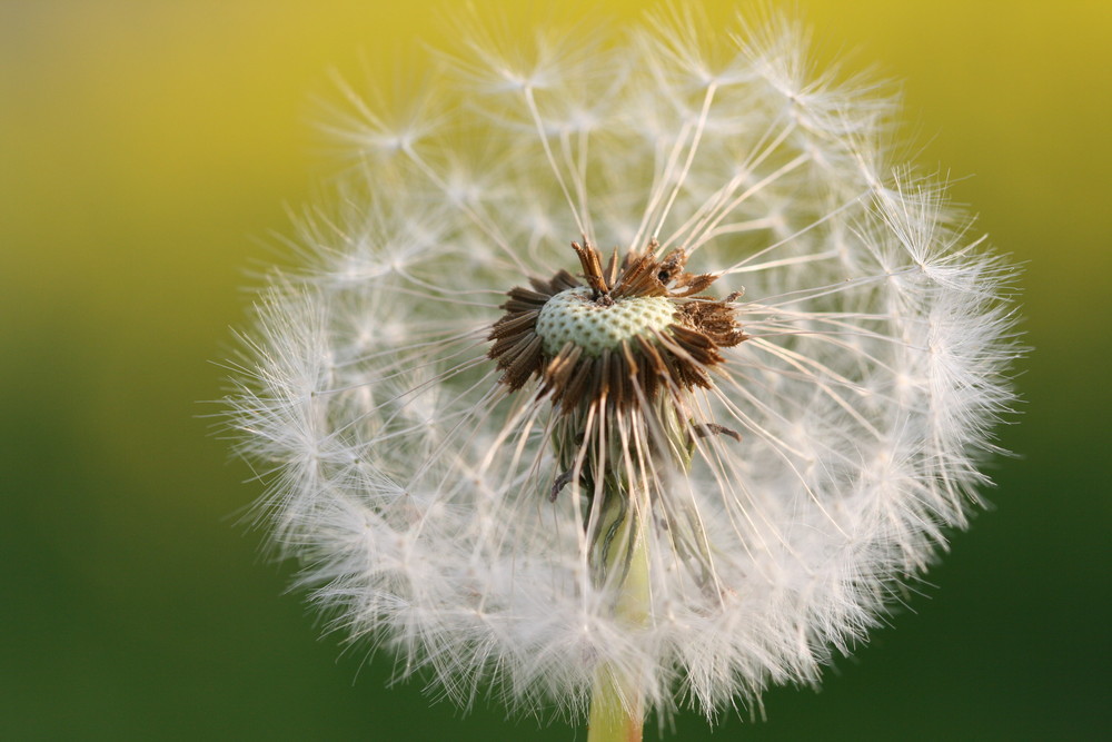 Pusteblume. von Jana Catherina Engel 