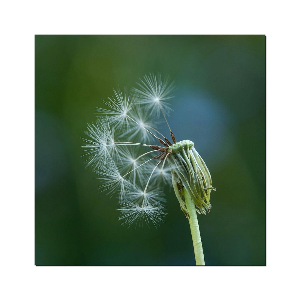 Pusteblume...