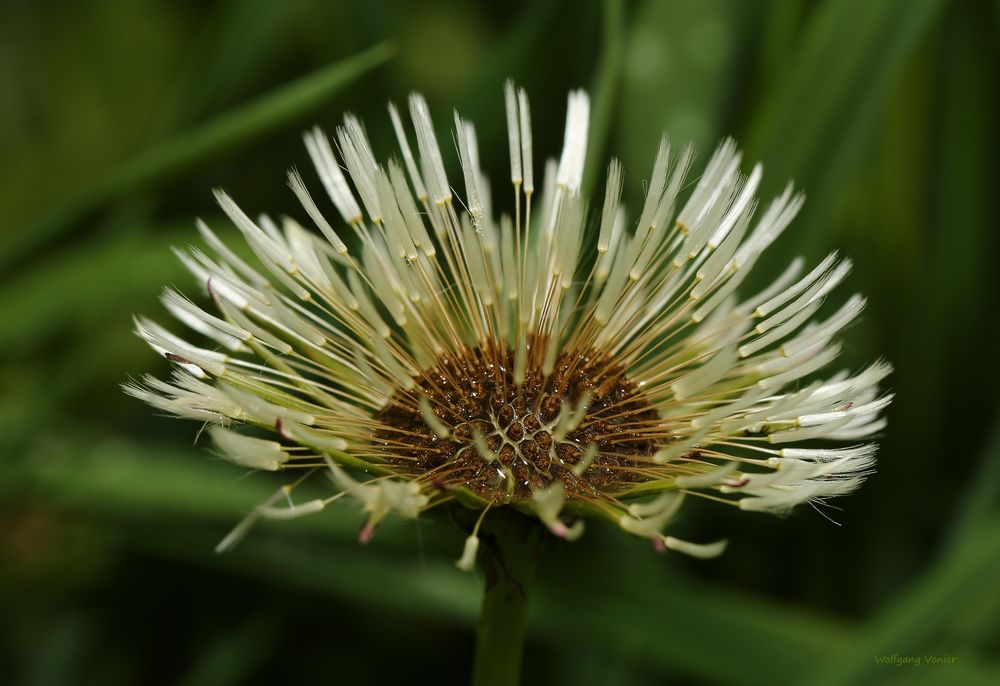 Pusteblume