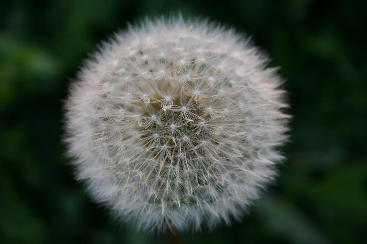 Pusteblume