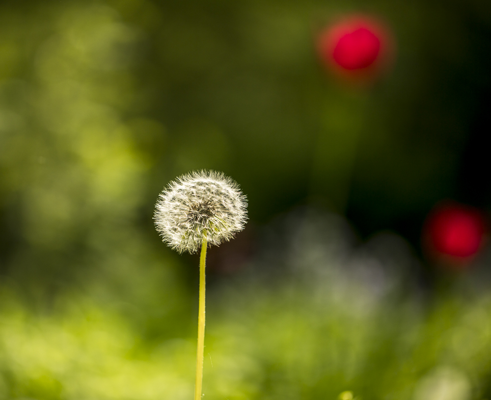 Pusteblume