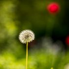 Pusteblume