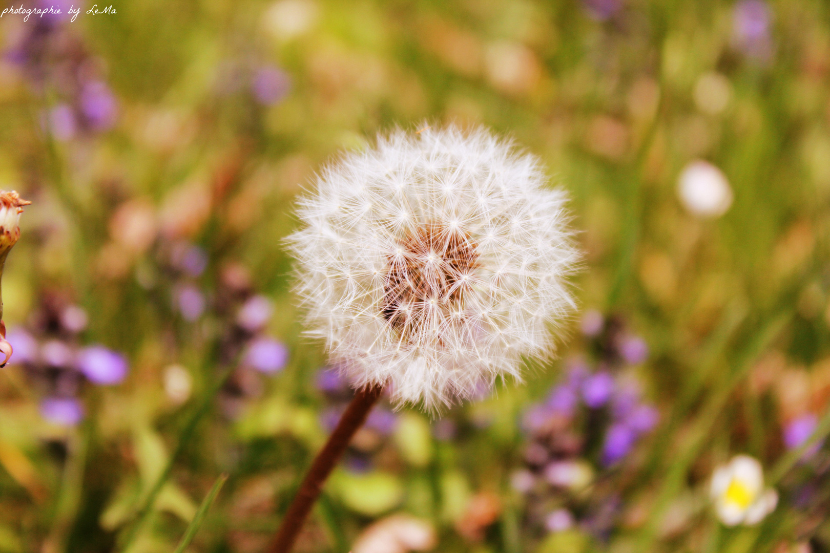 Pusteblume