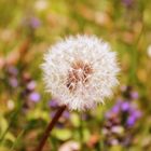 Pusteblume