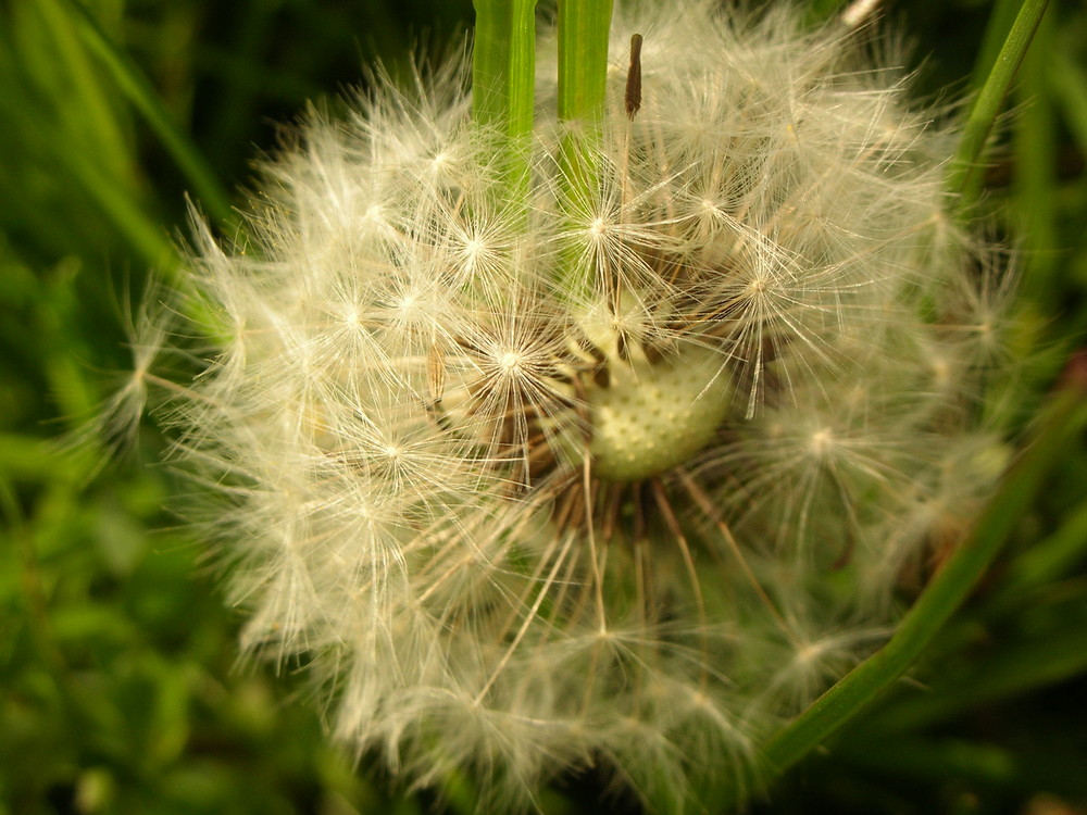 Pusteblume :-)....