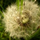 Pusteblume :-)....