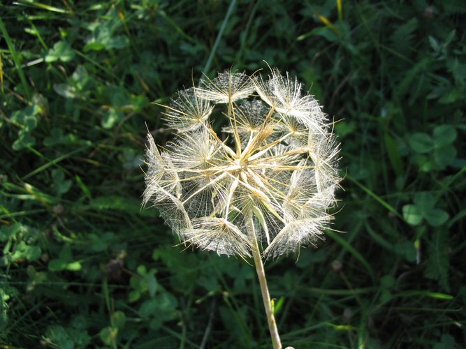 pusteblume