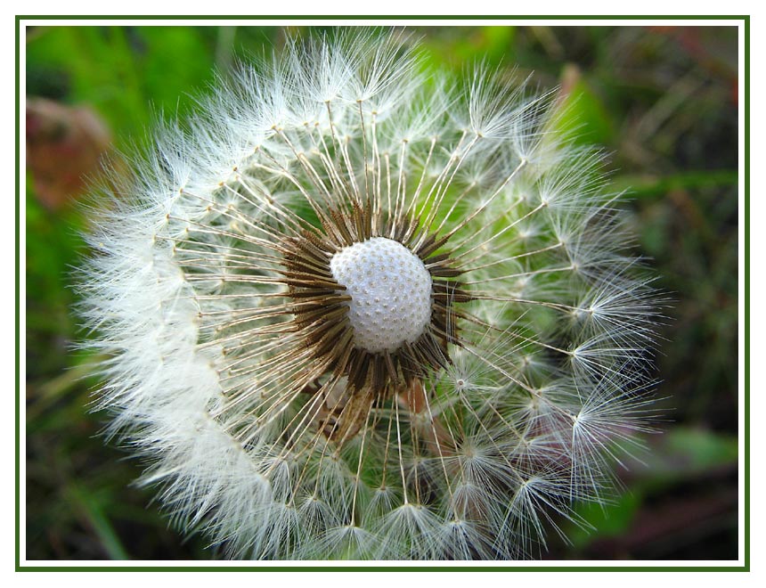 Pusteblume