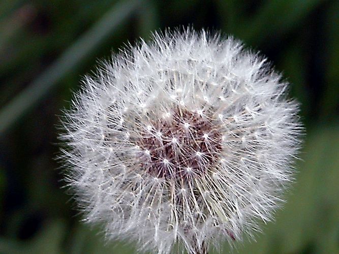 Pusteblume