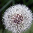 Pusteblume