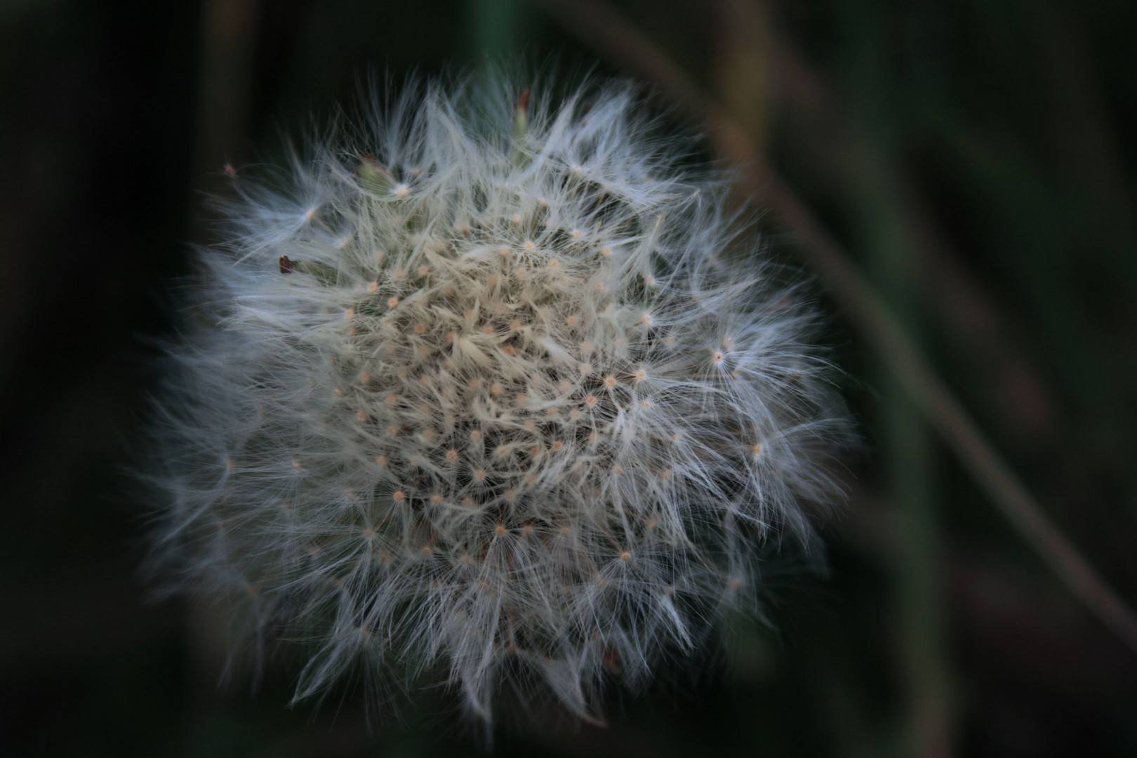 Pusteblume