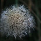 Pusteblume