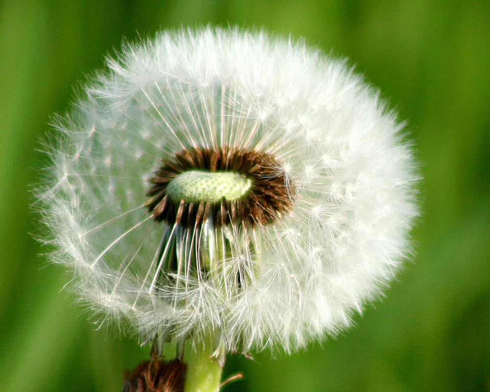 Pusteblume