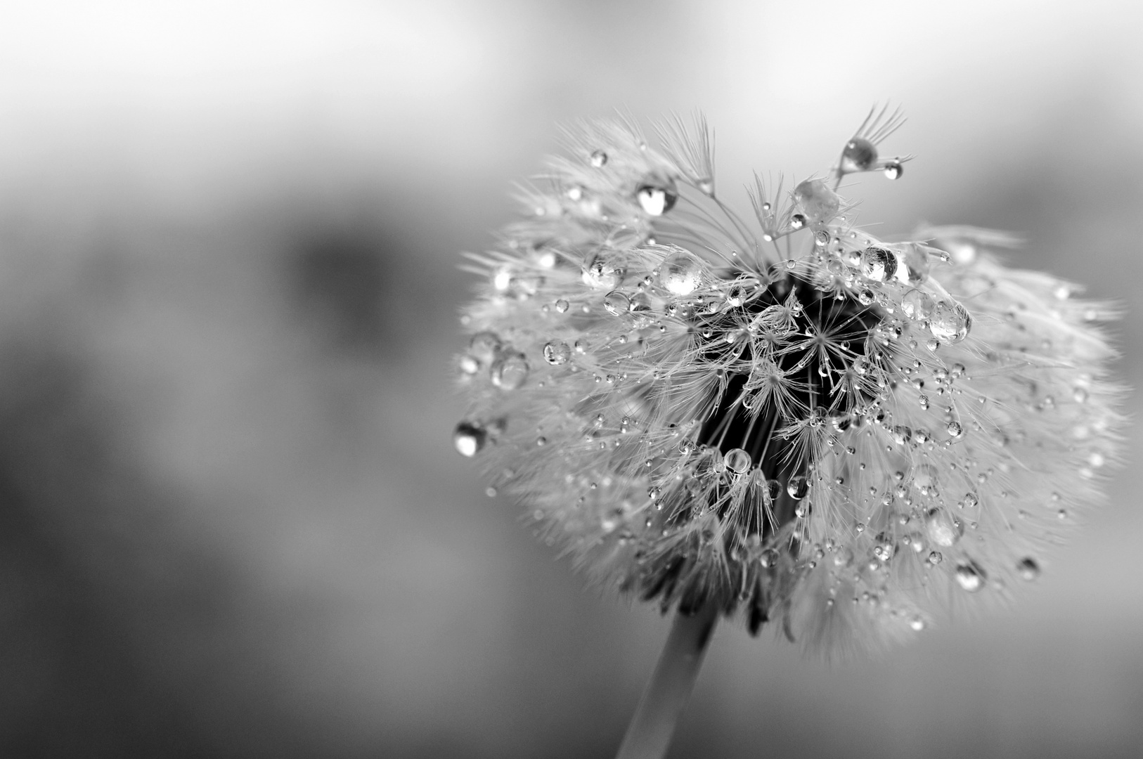 Pusteblume