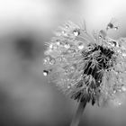 Pusteblume