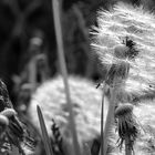 Pusteblume