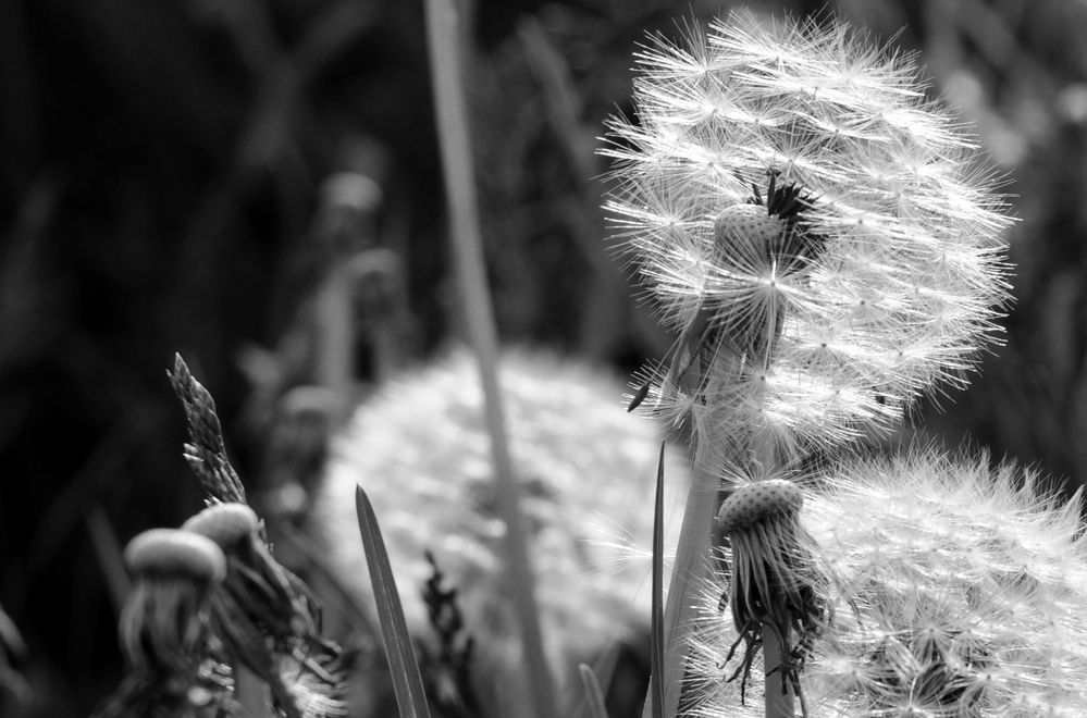 Pusteblume