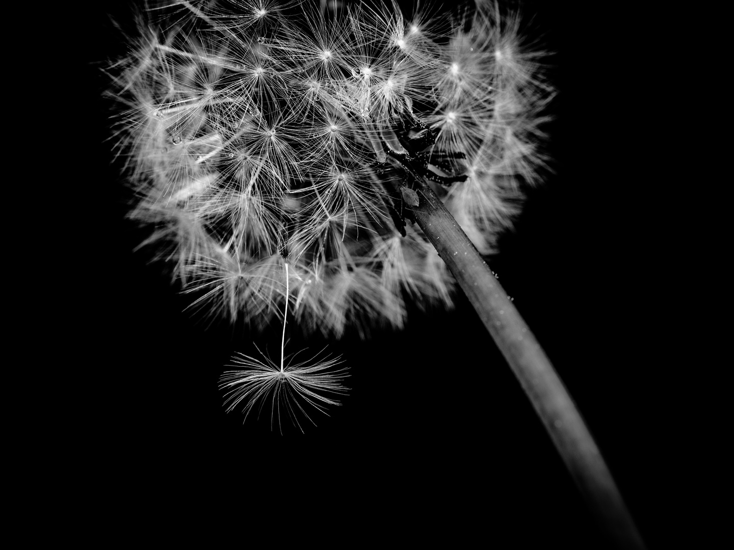 Pusteblume