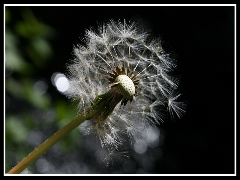 Pusteblume