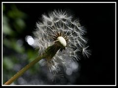 Pusteblume