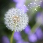 Pusteblume 