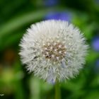 Pusteblume