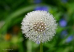 Pusteblume