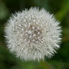 Pusteblume