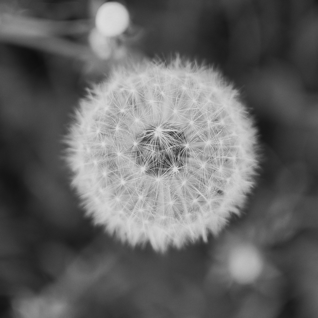 Pusteblume