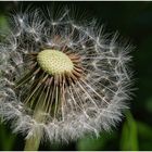 Pusteblume