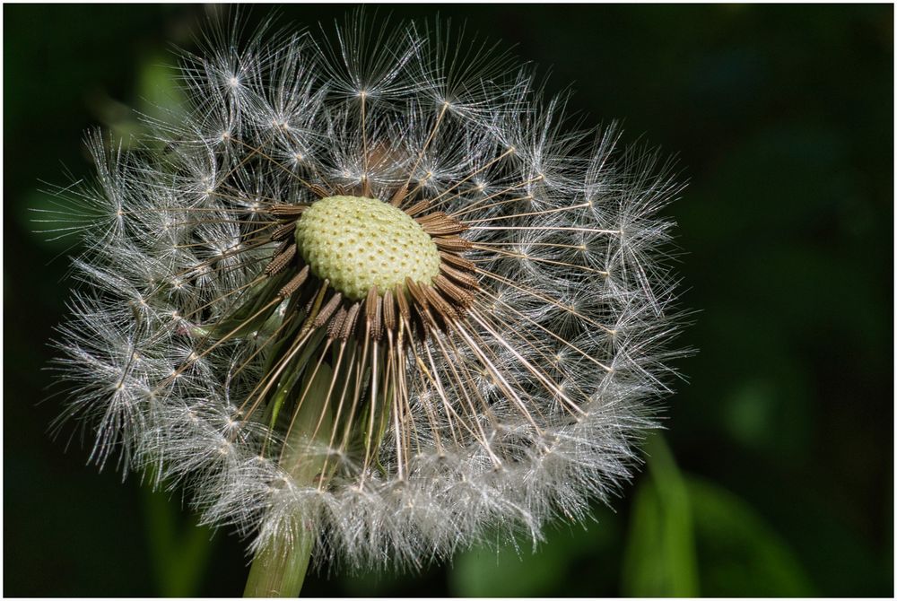 Pusteblume