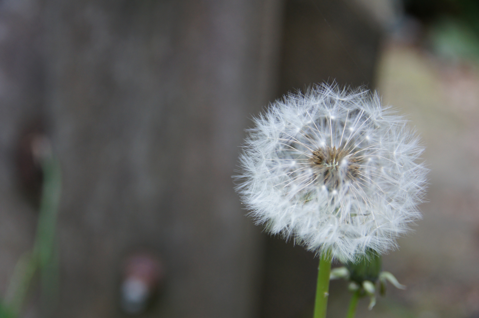 Pusteblume