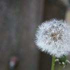 Pusteblume