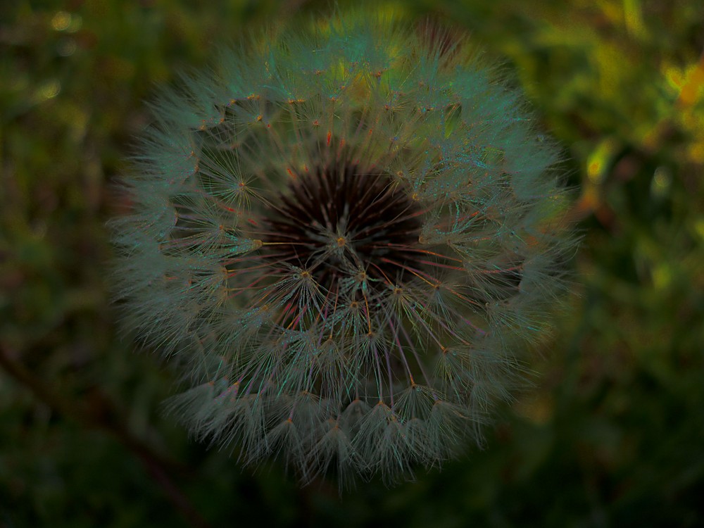 Pusteblume