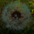 Pusteblume