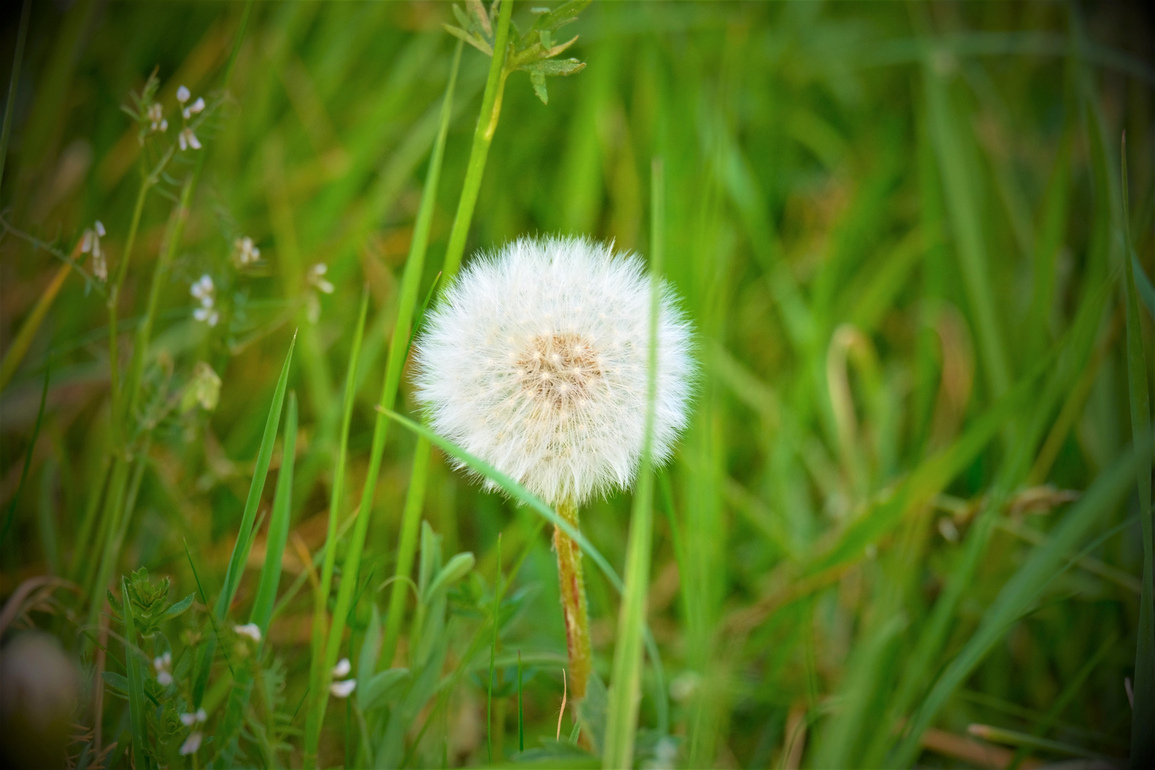 Pusteblume