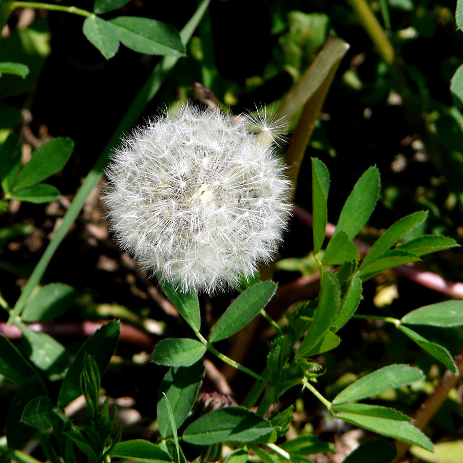 Pusteblume