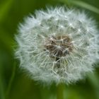 Pusteblume 