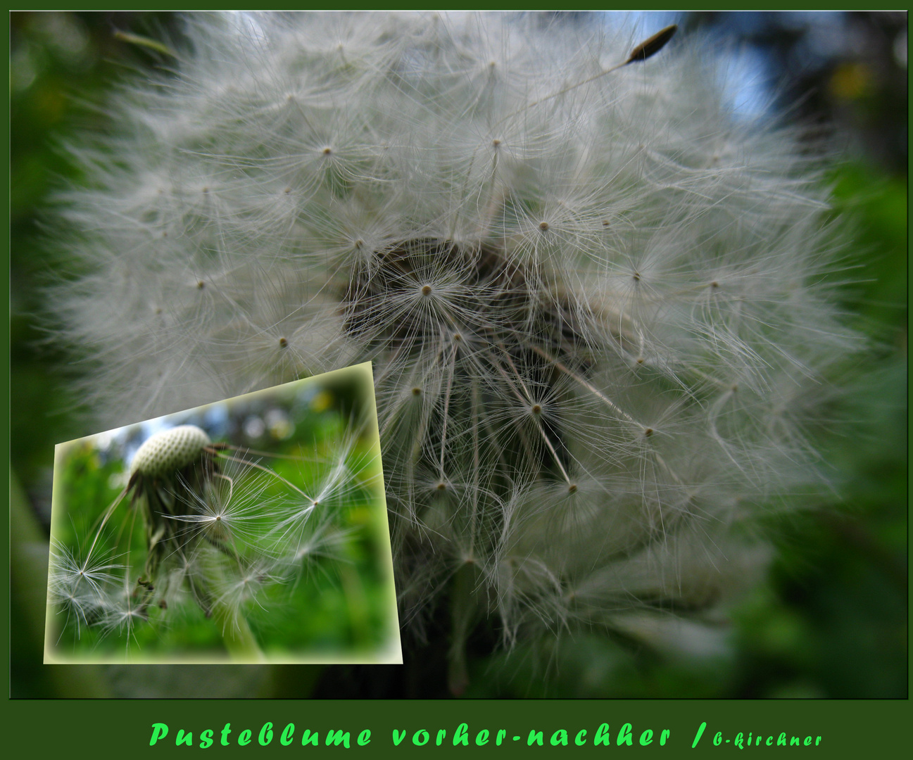 Pusteblume