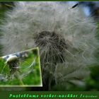 Pusteblume