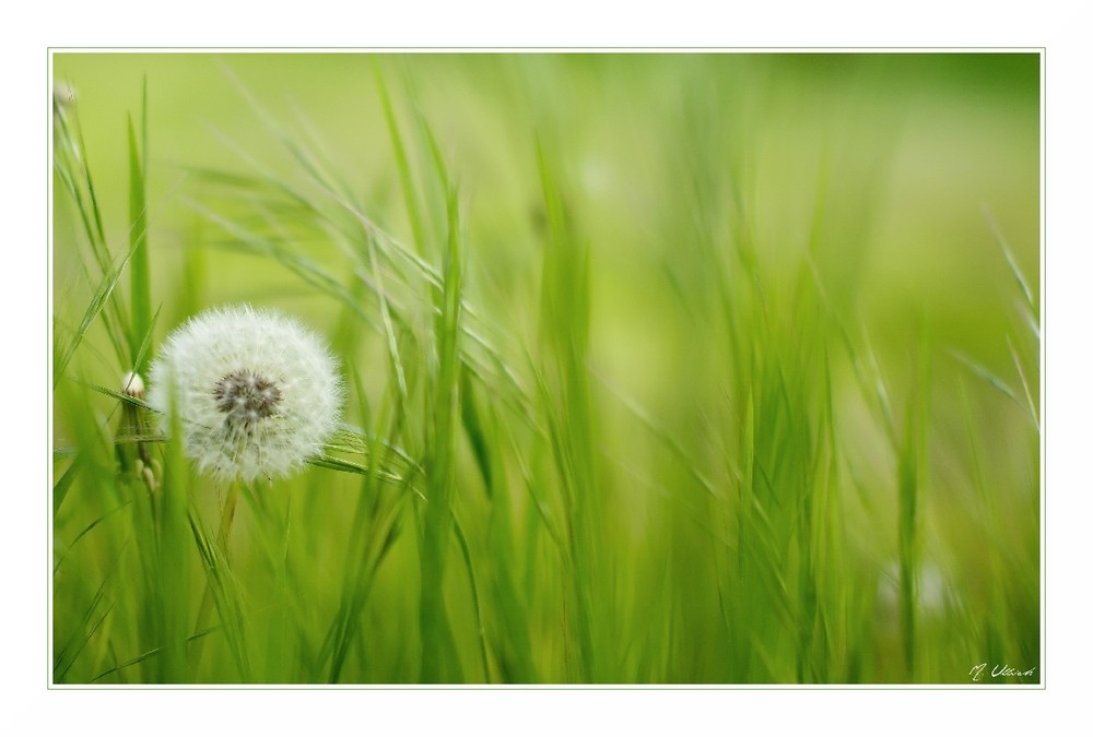 ...Pusteblume...